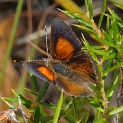 Paralucia pyrodiscus (Fiery Copper) at Bungonia, NSW - 15 Dec 2022 by RobG1