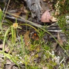 Paralucia pyrodiscus at Bungonia, NSW - suppressed