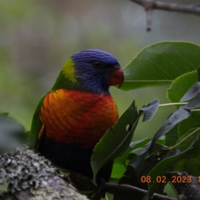 Trichoglossus moluccanus (Rainbow Lorikeet) at Oakdale, NSW - 8 Feb 2023 by bufferzone