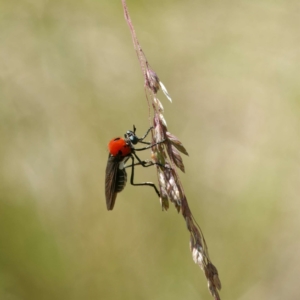 Cabasa pulchella at Cotter River, ACT - 1 Feb 2023