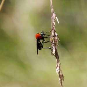 Cabasa pulchella at Cotter River, ACT - 1 Feb 2023 03:48 PM