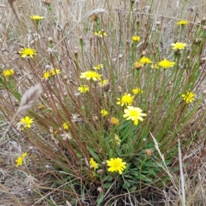 Hypochaeris radicata at Throsby, ACT - 8 Feb 2023