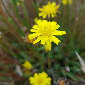 Hypochaeris radicata at Throsby, ACT - 8 Feb 2023