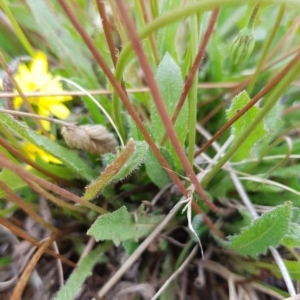 Hypochaeris radicata at Throsby, ACT - 8 Feb 2023