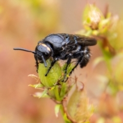 Scolia (Discolia) verticalis at Paddys River, ACT - 8 Feb 2023