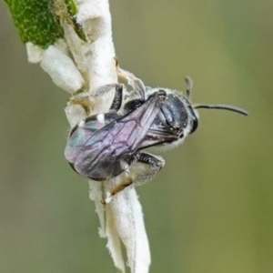 Lasioglossum (Chilalictus) sp. (genus & subgenus) at Bungonia, NSW - 15 Dec 2022