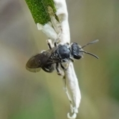 Lasioglossum (Chilalictus) sp. (genus & subgenus) at Bungonia, NSW - 15 Dec 2022