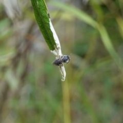 Lasioglossum (Chilalictus) sp. (genus & subgenus) at Bungonia, NSW - 15 Dec 2022