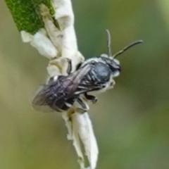 Lasioglossum (Chilalictus) sp. (genus & subgenus) at Bungonia, NSW - 15 Dec 2022