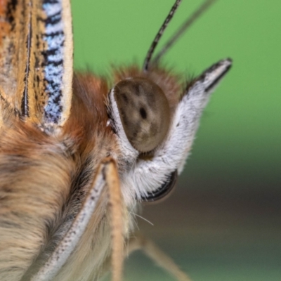 Vanessa kershawi (Australian Painted Lady) at Jerrabomberra, NSW - 7 Feb 2023 by MarkT