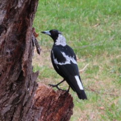 Gymnorhina tibicen (Australian Magpie) at Kambah, ACT - 8 Feb 2023 by MatthewFrawley