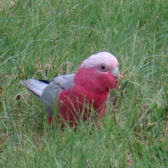 Eolophus roseicapilla (Galah) at Kambah, ACT - 8 Feb 2023 by MatthewFrawley