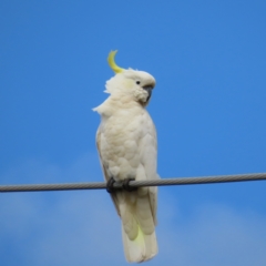 Cacatua galerita (Sulphur-crested Cockatoo) at Kambah, ACT - 8 Feb 2023 by MatthewFrawley