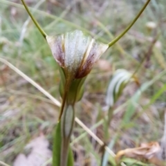 Diplodium decurvum (Summer greenhood) at Monga, NSW - 8 Feb 2023 by LPadg