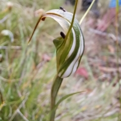 Diplodium decurvum at Monga, NSW - 8 Feb 2023