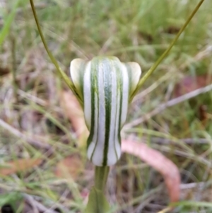 Diplodium decurvum at Monga, NSW - 8 Feb 2023