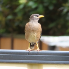 Acridotheres tristis (Common Myna) at Kambah, ACT - 8 Feb 2023 by MatthewFrawley