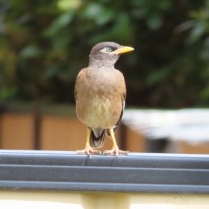 Acridotheres tristis at Kambah, ACT - 8 Feb 2023 04:19 PM