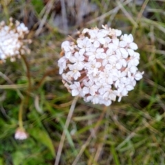 Trachymene humilis subsp. humilis (Alpine Trachymene) at Tennent, ACT - 8 Feb 2023 by LPadg