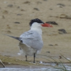 Hydroprogne caspia (Caspian Tern) at Mallacoota, VIC - 6 Feb 2023 by GlossyGal