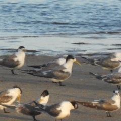 Thalasseus bergii (Crested Tern) at Mallacoota, VIC - 5 Feb 2023 by GlossyGal