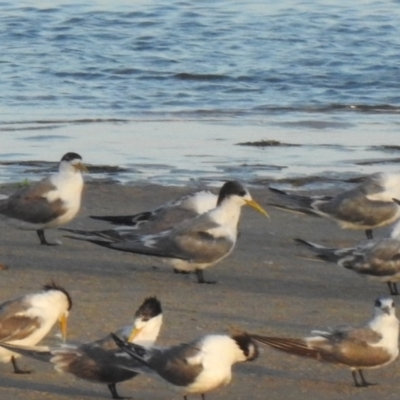 Thalasseus bergii (Crested Tern) at Mallacoota, VIC - 5 Feb 2023 by GlossyGal