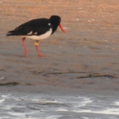 Haematopus longirostris (Australian Pied Oystercatcher) at Mallacoota, VIC - 5 Feb 2023 by GlossyGal