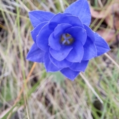 Wahlenbergia sp. (Bluebell) at Undefined Area - 7 Feb 2023 by LPadg