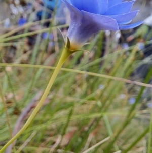 Wahlenbergia sp. at Undefined Area - 8 Feb 2023