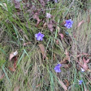 Wahlenbergia sp. at Undefined Area - 8 Feb 2023