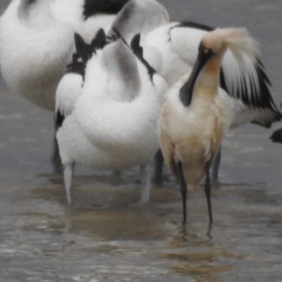 Platalea regia (Royal Spoonbill) at Mallacoota, VIC - 3 Feb 2023 by GlossyGal