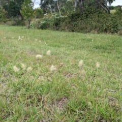 Cenchrus longisetus (Feathertop Grass) at Governers Hill Recreation Reserve - 8 Feb 2023 by MattM