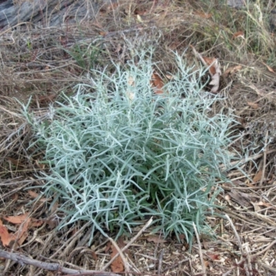 Senecio quadridentatus (Cotton Fireweed) at The Pinnacle - 7 Feb 2023 by sangio7
