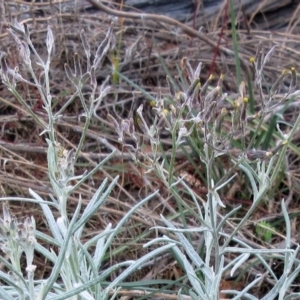 Senecio quadridentatus at Molonglo Valley, ACT - 7 Feb 2023 02:22 PM