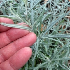 Senecio quadridentatus at Molonglo Valley, ACT - 7 Feb 2023