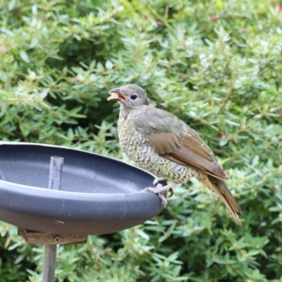 Ptilonorhynchus violaceus (Satin Bowerbird) at Aranda, ACT - 8 Feb 2023 by KMcCue