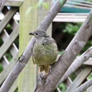 Ptilonorhynchus violaceus at Aranda, ACT - 8 Feb 2023