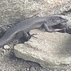 Egernia saxatilis (Black Rock Skink) at Wog Wog, NSW - 29 Dec 2022 by Cpiiroinen