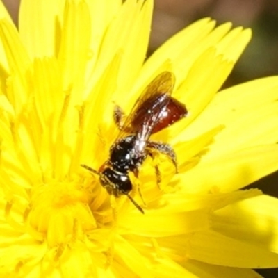 Exoneura sp. (genus) (A reed bee) at Bungonia, NSW - 15 Dec 2022 by RobG1