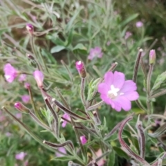 Epilobium hirsutum (Great Willowherb) at Harrison, ACT - 8 Feb 2023 by DPRees125