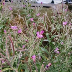 Epilobium hirsutum at Harrison, ACT - 8 Feb 2023 06:13 PM