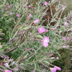 Epilobium hirsutum at Harrison, ACT - 8 Feb 2023 06:13 PM