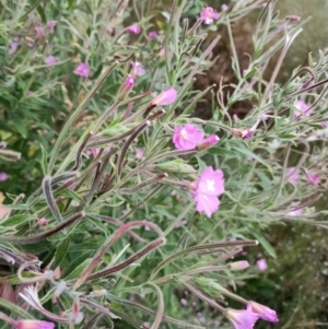 Epilobium hirsutum at Harrison, ACT - 8 Feb 2023 06:13 PM