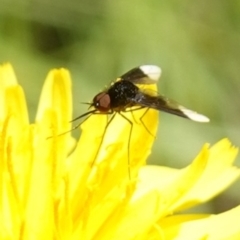 Geron nigralis (Slender bee fly) at Bungonia, NSW - 15 Dec 2022 by RobG1