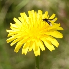 Geron nigralis at Bungonia, NSW - 15 Dec 2022