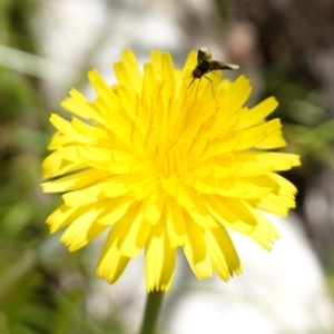 Geron nigralis at Bungonia, NSW - 15 Dec 2022