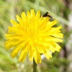 Geron nigralis at Bungonia, NSW - 15 Dec 2022