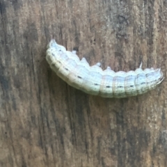 Noctuidae unclassified IMMATURE moth at Holt, ACT - suppressed