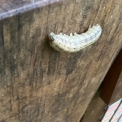 Noctuidae unclassified IMMATURE moth at Holt, ACT - suppressed