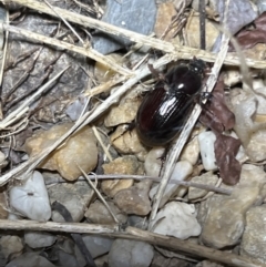 Heteronychus arator at Holt, ACT - suppressed